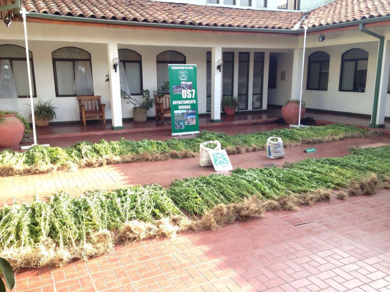 Incautan más de 300 matas de marihuana en quebrada de Cauquenes