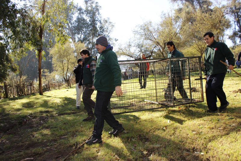 Puma es avistado en el Cerro San Juan y genera gran operativo de seguridad