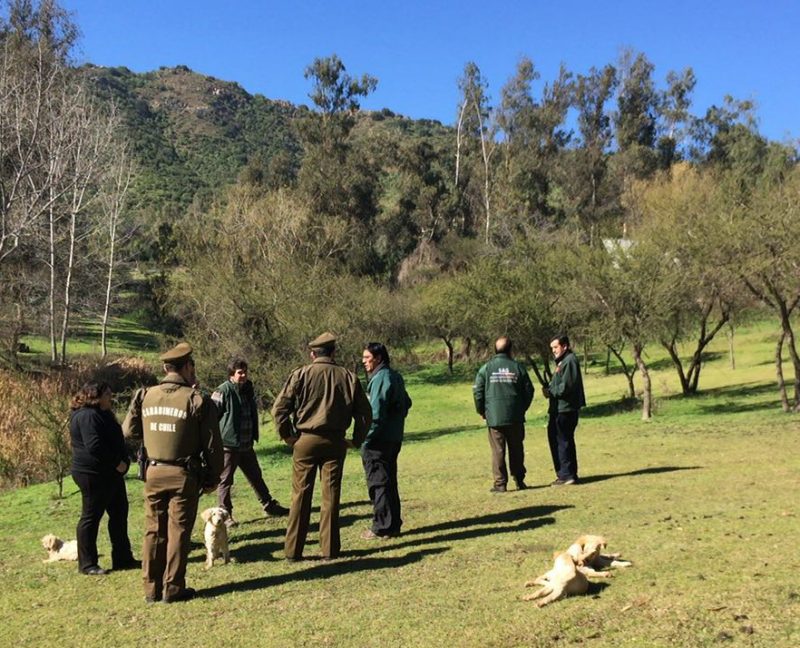 PDI investiga robo de puma cachorro como causa de presencia del felino en el Cerro San Juan