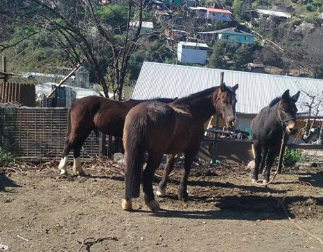 Recuperan yegua que había sido robada hace 7 años en Coya