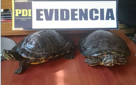 Recuperan tortugas robadas desde granja educativa machalina