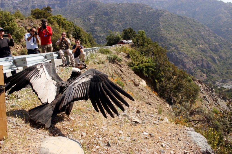 SAG libera a cóndor en Pangal