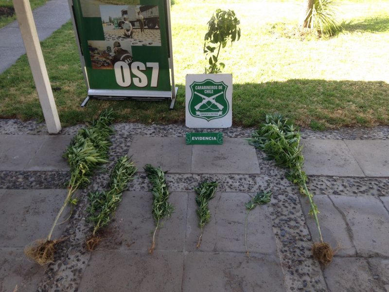 Dos detenidos por plantaciones indoor de marihuana