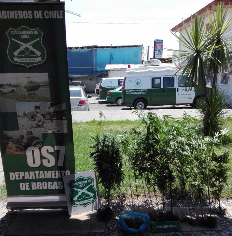 Un detenido por mantener marihuana en su domicilio en población Santa Teresa