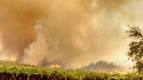 Más de 90 causas por incendio forestal investiga la Fiscalía de O’Higgins