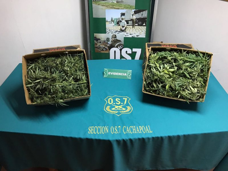 Incautan 3 kilos 585 grs  de marihuana desde domicilio de Machalí