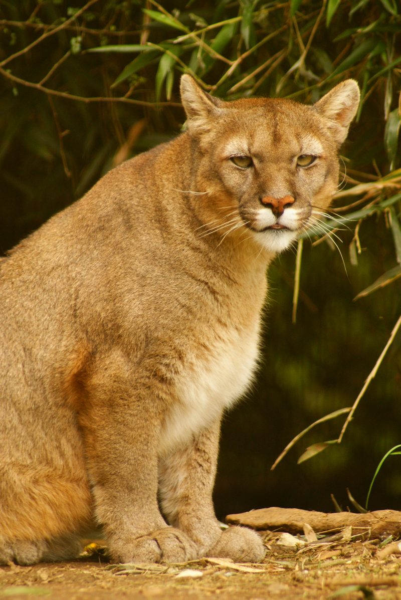 Seminario abordará la situación del puma en nuestra comuna y región
