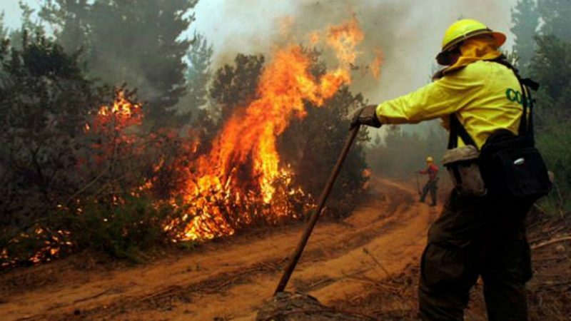 Campaña “Bosque Seguro” busca evitar los incendios forestales