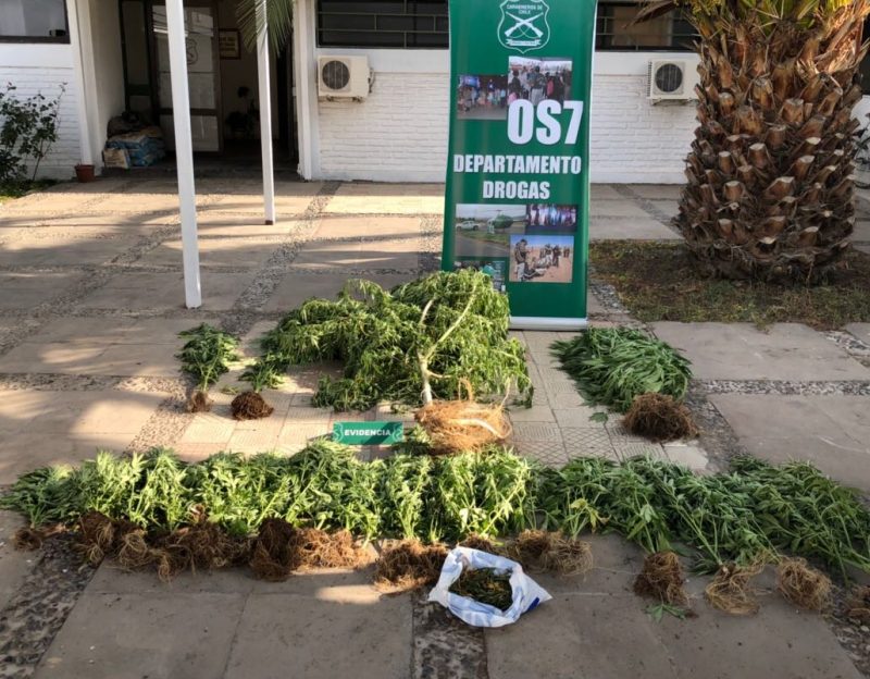 Machalino es detenido por mantener plantación de marihuana