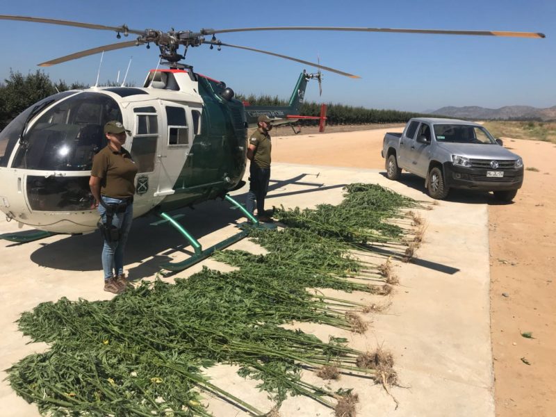 Incautan plantación de marihuana en cerros de Santa Cruz