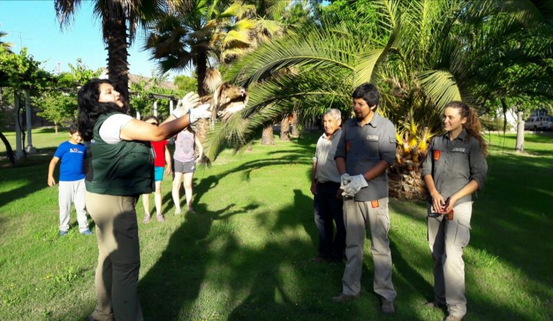 Tres ejemplares de aves silvestres fueron liberados por el SAG