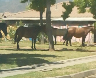 Preocupación por continua presencia de caballos en la vía pública