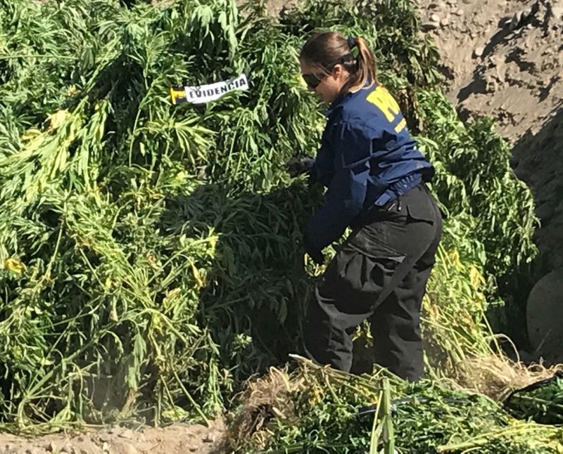 Incautan más de 13.000 matas de marihuana en la costa de O’Higgins