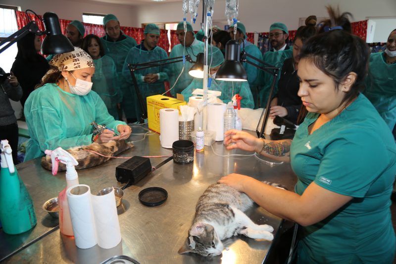 Tenencia Responsable: Intendente Masferrer llamó a cumplir con el registro de mascotas