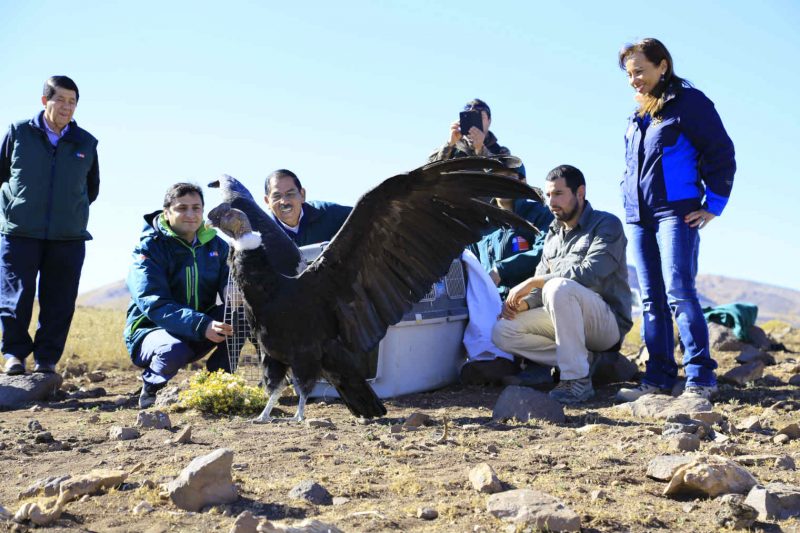 Cóndor rescatado en Caletones vuelve a volar