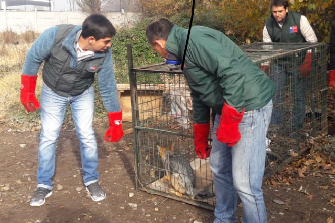 Capturan a zorro que merodeaba en el área urbana de Rancagua