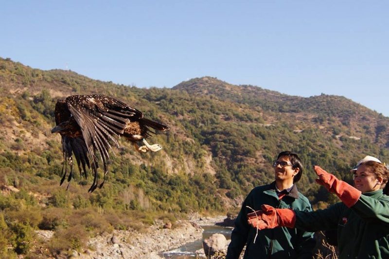 Reinsertan águila chilena en localidad de Chacayes