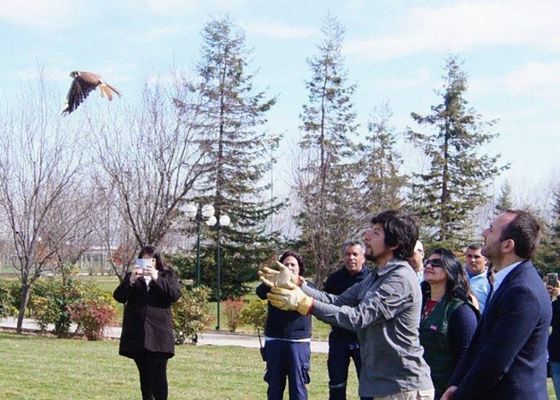 Liberan en Machalí a ave que había sido encontrada herida en la Carretera El Cobre