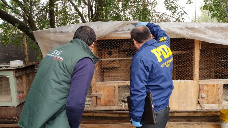 PDI realiza investigación por aves exóticas