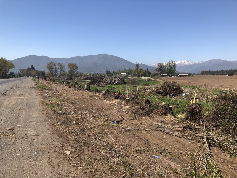 Tala de árboles en Carretera El Cobre podría llegar a la Justicia