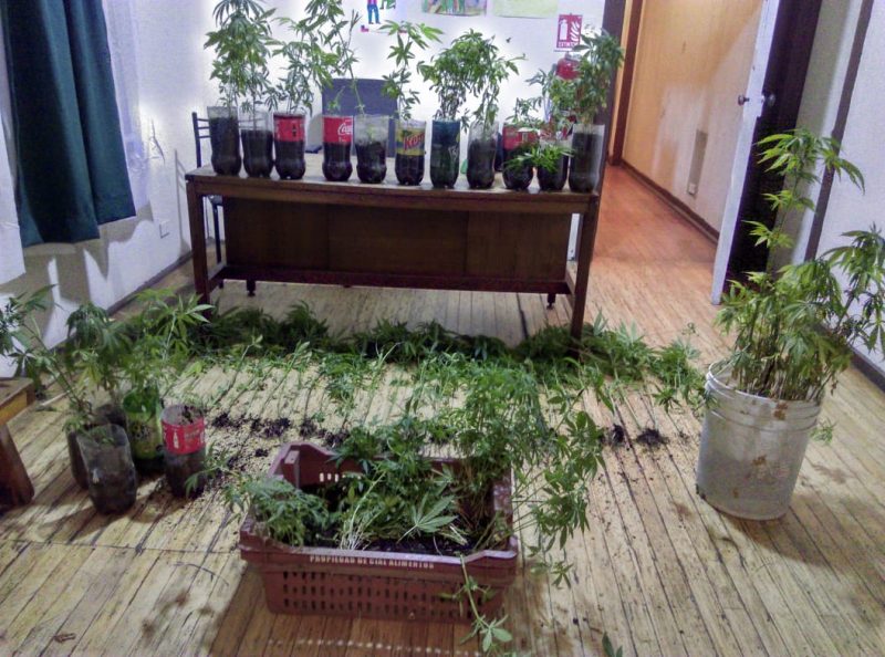Incautan plantación indoor en vivienda de Coya