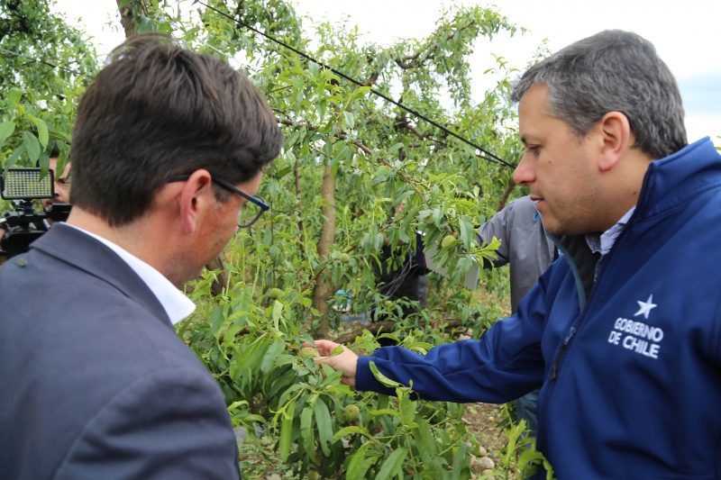 Intendente de O’Higgins y situación de agricultores tras granizada: “La situación es compleja”