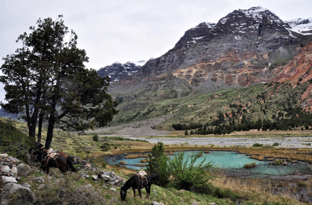 Las Briófitas: las desconocidas plantas de la Reserva Nacional Río de Los Cipreses