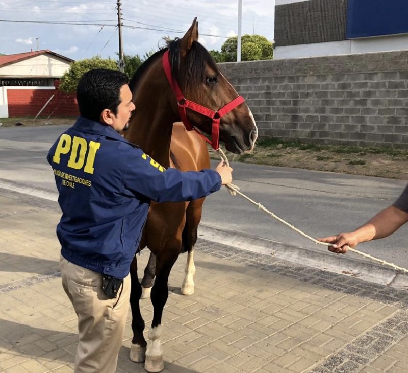 PDI recupera caballo corralero avaluado en $40 millones