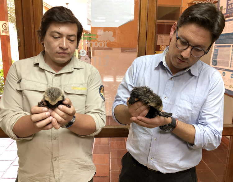 Pequeños quiques son rescatados desde la Reserva Cipreses