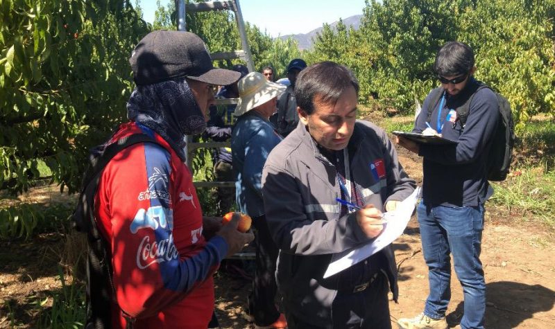 Malloa: PDI encuentra a 19 extranjeros trabajando de manera ilegal en fundo