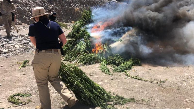 Incautan cerca de 4 mil matas de marihuana en Machalí y otras tres comunas