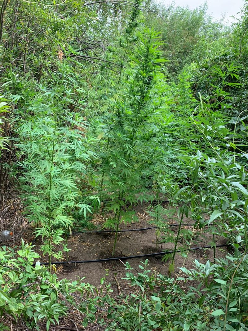 Incautan más de 600 matas de marihuana en dos plantaciones en comunas de Pichidegua y Pumanque