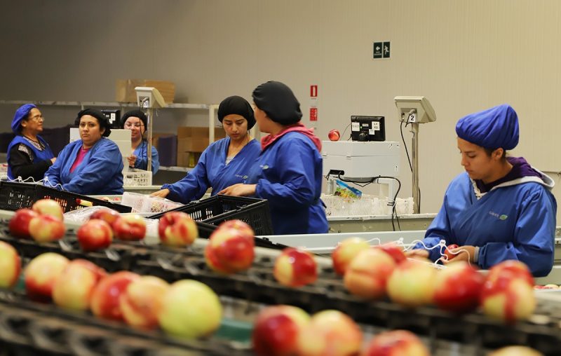 Los sectores productivos que explican el liderazgo económico de O’Higgins tras último Inacer