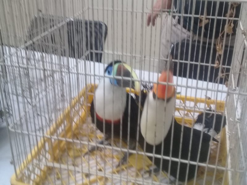Chimbarongo: incautan tucanes, guacamayo, rosellas y un loro del amazonas