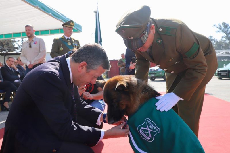 Condecoran a Pehuén, el perro que atrapó a delincuente tras asalto