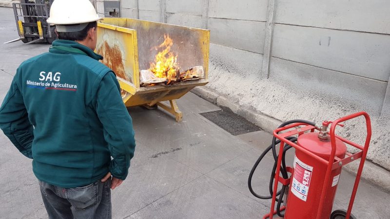 SAG O’Higgins interceptó plaga en pallets de embalaje procedente de China