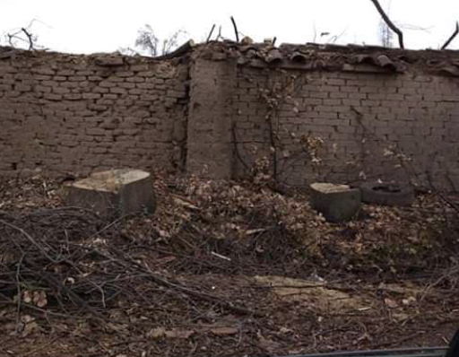 Tala de Árboles en Camino Las Rosas: Municipalidad dice que no ha otorgado permiso
