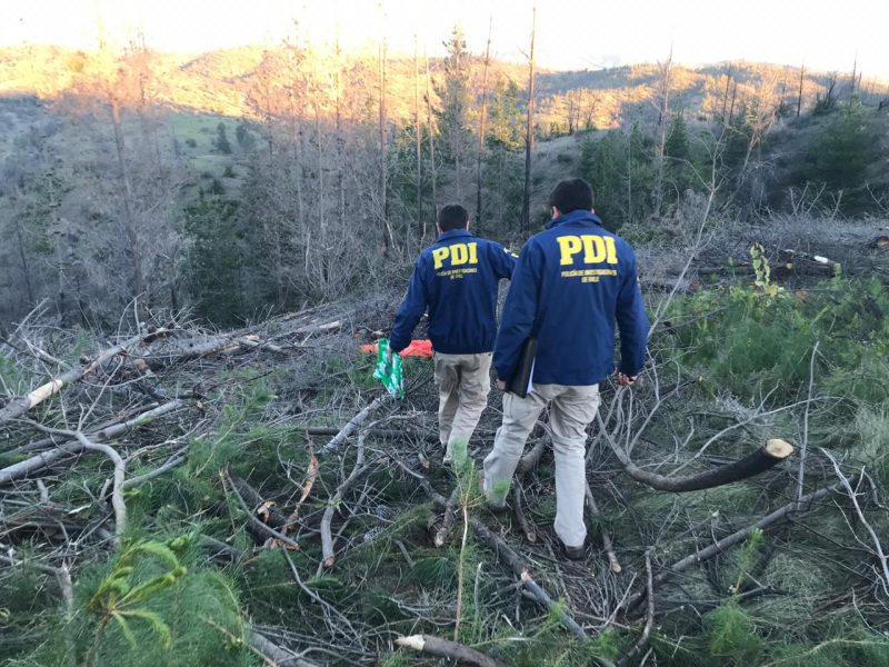 Trabajador forestal fallece en trágico accidente en comuna de Pumanque