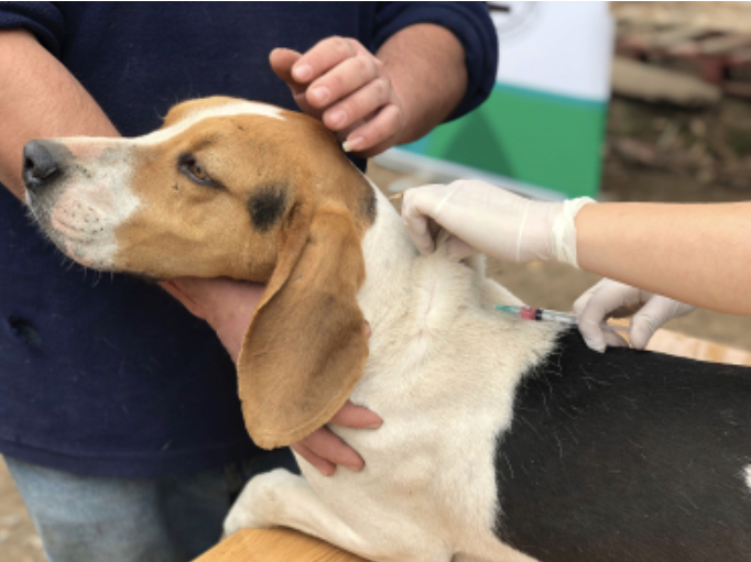 Machalí: Conaf vacuna a mascotas que habitan en torno a la Reserva Cipreses