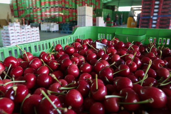 O’Higgins mantiene su liderazgo en exportaciones y crece 10% al final del tercer trimestre