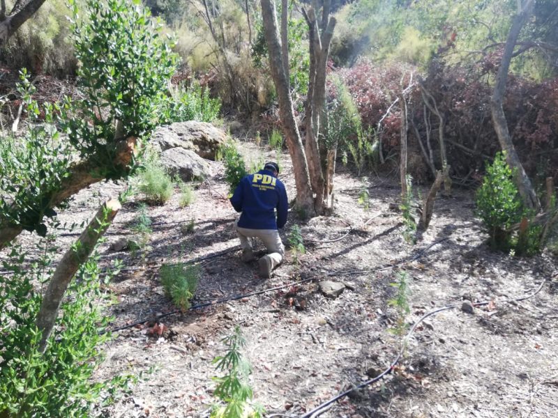 PDI incauta plantaciones de marihuana en Rengo y Santa Cruz
