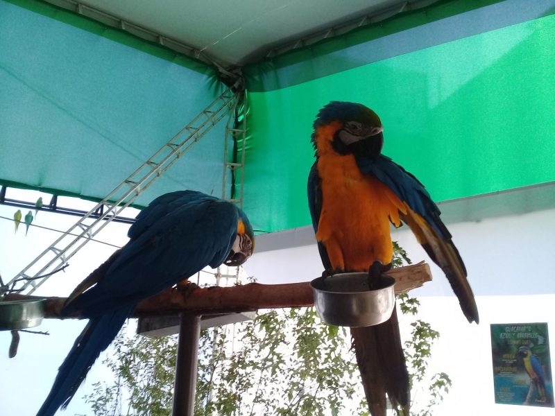 Aventura animal…una muestra de animales exóticos para visitar en esta época estival