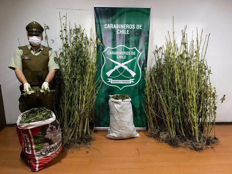 OS.7 junto a Carabineros del reten Pangal logran incautación de  27 kilos de marihuana en Machali.