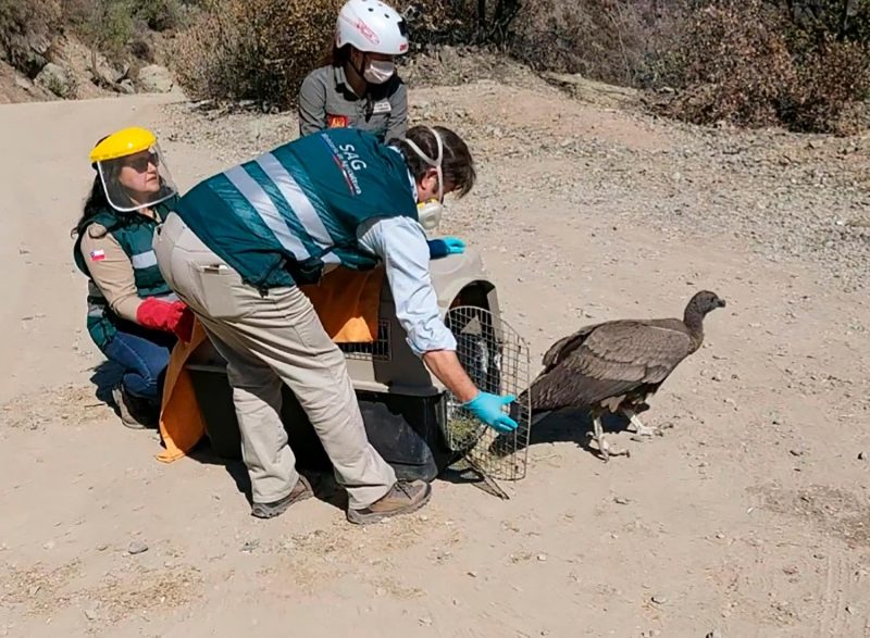 SAG O’Higgins y Parque Safari liberaron cóndor en Pangal