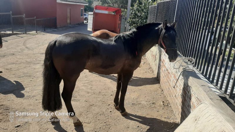 Patrulla anti abigeato de Carabineros detuvo a individuo en la comuna de Malloa