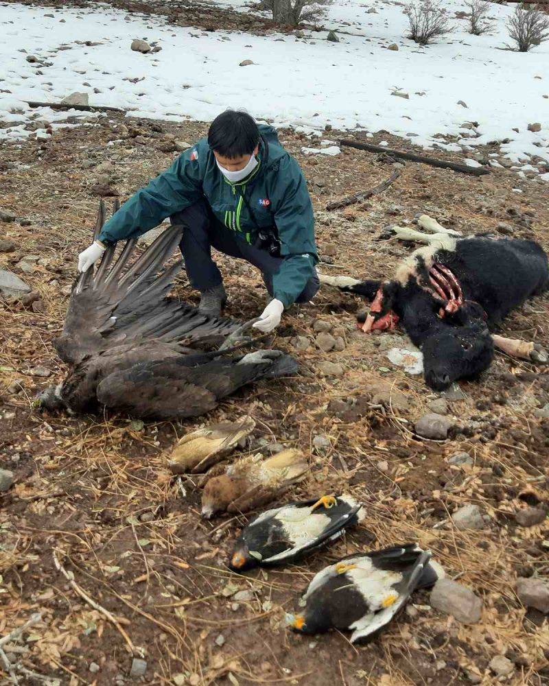SAG O’Higgins denunció envenenamiento intencional de condor en sector cordillerano de Machali
