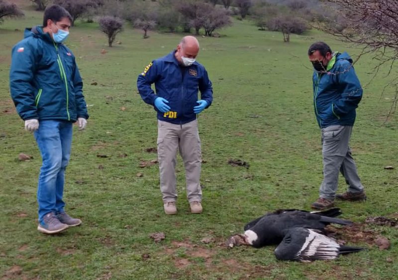 PDI y SAG investigan muerte de cóndores