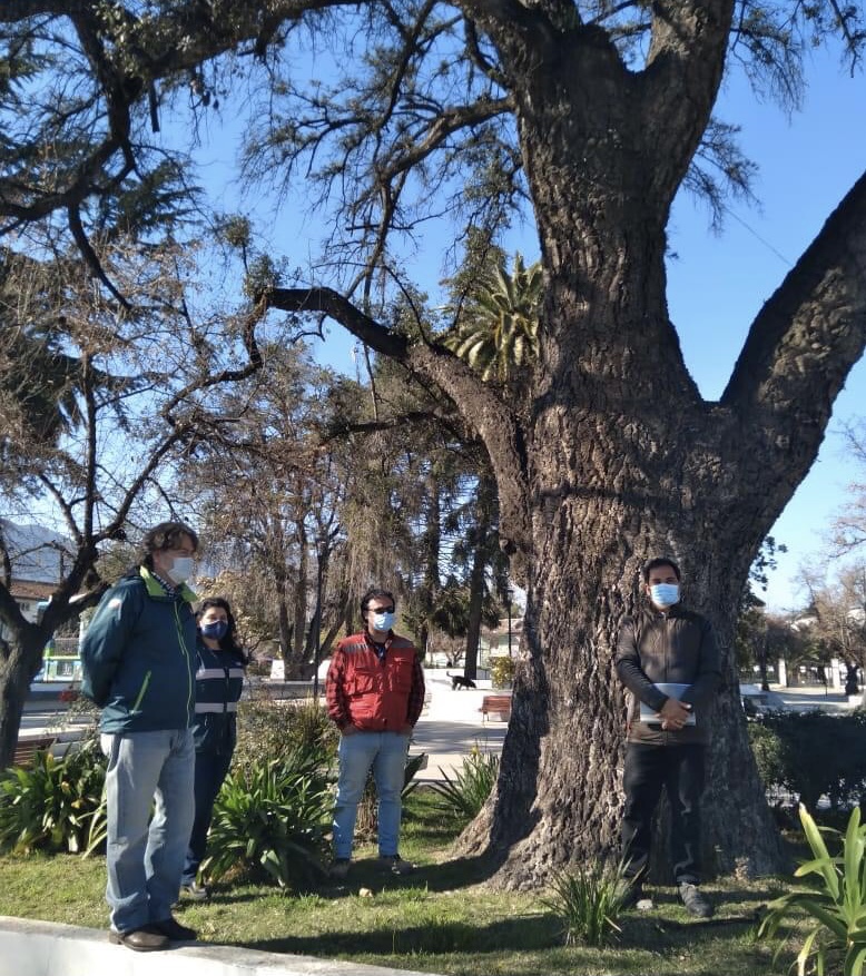 Municipalidad iniciará recuperación de alcornoque ubicado en la Plaza de Armas