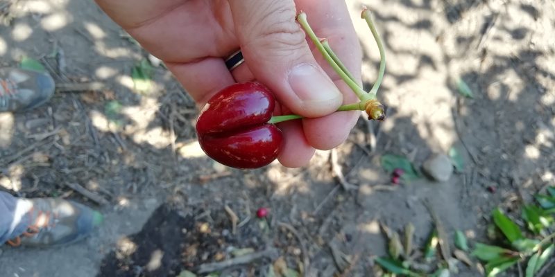 Científicos de la región identifican soluciones para anomalías en las cerezas