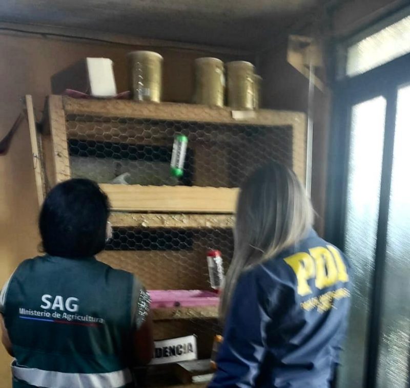 Familia de Requinoa mantenía a tres chinchillas que están protegidos por ley